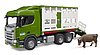 Scania Super 560R Tiertransport-LKW mit 1 Rind